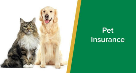 How to Save Money on Pet Insurance Tips and Tricks