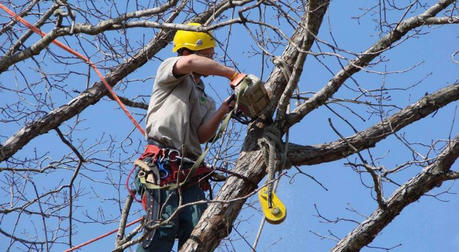 Tree Pruner's Challenges and Opportunities: Are You Ready?